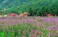 英山四季花海